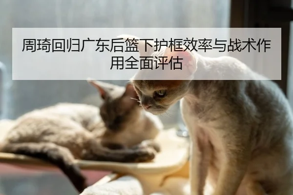 周琦回归广东后篮下护框效率与战术作用全面评估